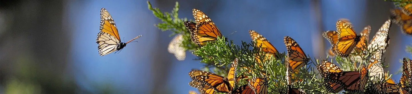 Political activism story